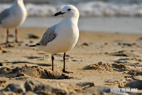 夢到一隻鳥號碼|【夢見鳥號碼】夢見鳥也有好彩頭？夢境解構報你知！。